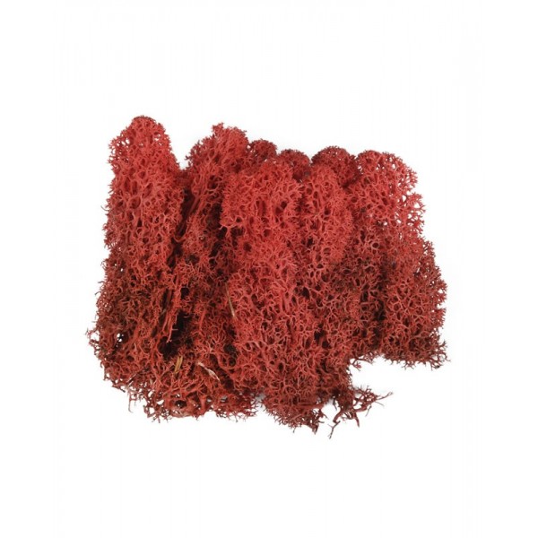 Licheni stabilizati, rosu, punga 20g, Colorarte, Q1