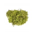 Licheni stabilizati, verde mar, punga 30g, Colorarte, Q2