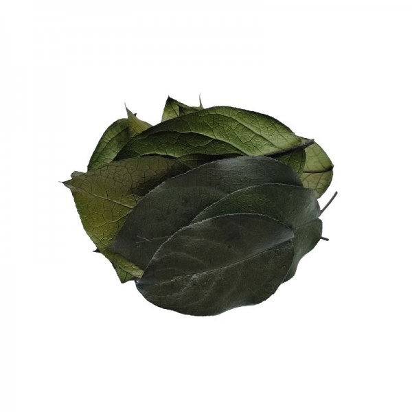 Foliage Salal, verde, punga 12g, Colorarte